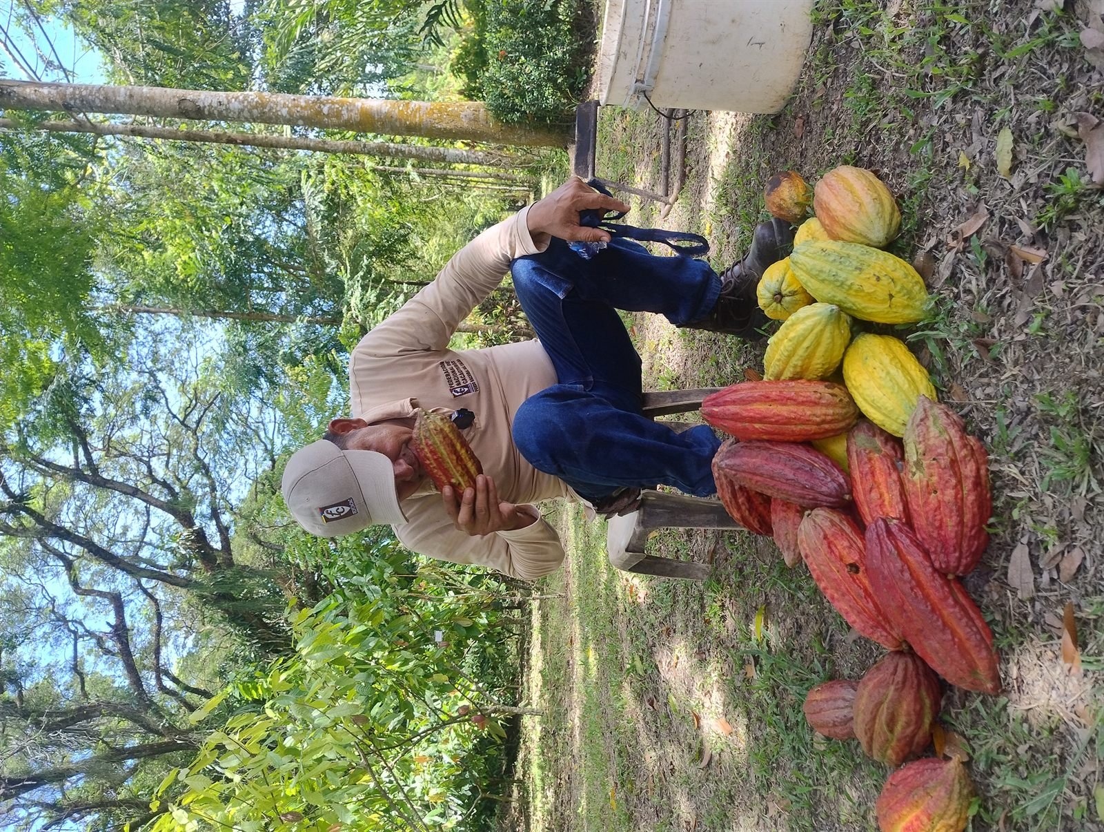 El fruto Theobroma Cacao