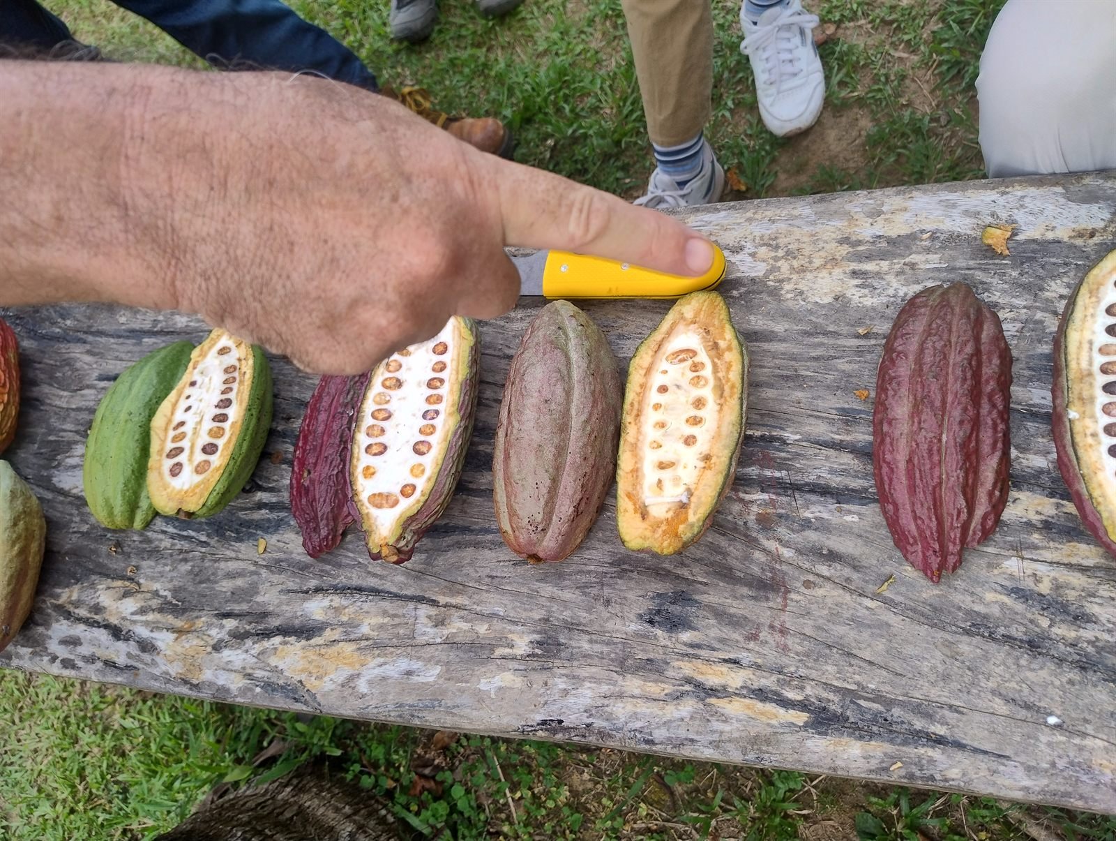Molienda & Conchado
